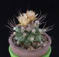 Turbinicarpus swobodae