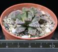 Titanopsis calcarea