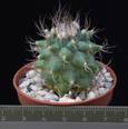 Turbinicarpus swobodae