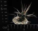 Tephrocactus articulatus v. papyracanthus