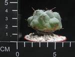 Thelocactus hexaedroporus