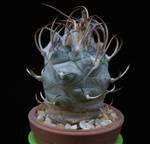 Turbinicarpus klinkerianus