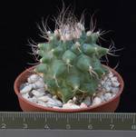Turbinicarpus swobodae