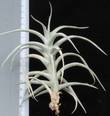 vriesea espinosae