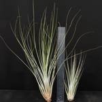 Tillandsia juncea R