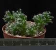 Trichodiadema densum