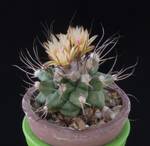 Turbinicarpus swobodae