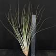 Tillandsia juncea L