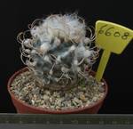 Turbinicarpus gracilis 6608