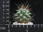 Thelocactus nidulans