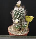 Turbinicarpus lauii