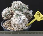 Turbinicarpus schwarzii 3709