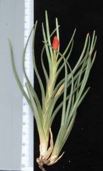 Tillandsia albertiana R