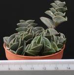 Tradescantia navicularis