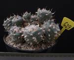 Turbinicarpus macrochele