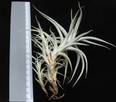 Tillandsia albida L
