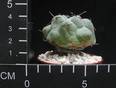 Thelocactus hexaedroporus