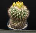 Weingartia neocumingii