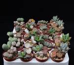 Litops 5,5 mix plato20