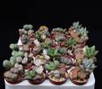 Litops 5,5 mix plato20