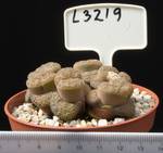 Lithops bromfieldii v. insularis 8,5 Lithops bromfieldii v. insularis 8,5